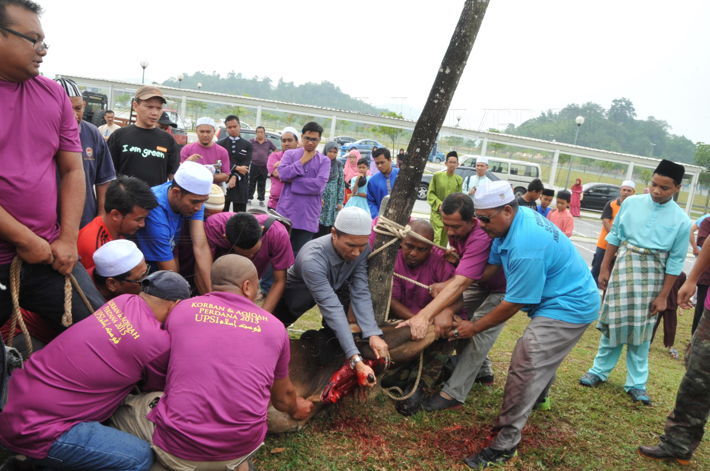 PRO15 150 KORBAN HAS 6757